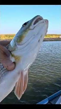 Catch More Fish in High-Traffic Areas!