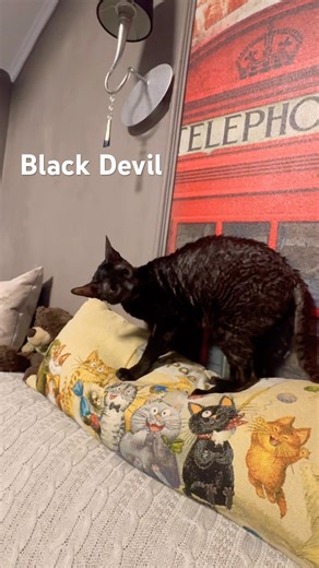 An angry house cat. Angry wild cat. Злой кот. Дикий домашний кот