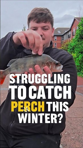 Perch Fishing - Use This Method To Catch More Fish 🎣 #fishing #fishingshorts #perchfishing