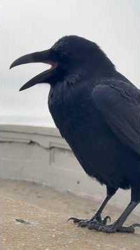 Raven Ocean Beach, San Francisco