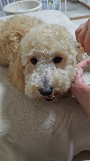 るぴくん🐕️お風呂♨️上がりのブラッシング🤗 #トイプードル #可愛い #toypoodle #愛犬