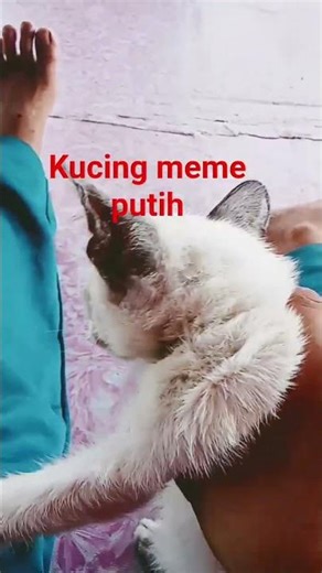 kucing meme putih