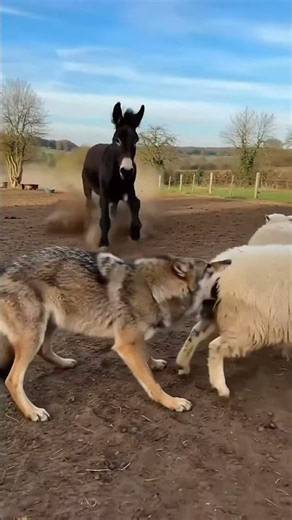 Coyote attacks sheep, Poitou donkey rescues heroically!