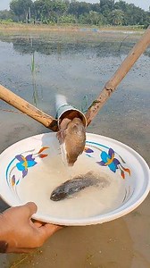 New technique for catching native koi fish with a pipe #koi #fish | Fishing Life