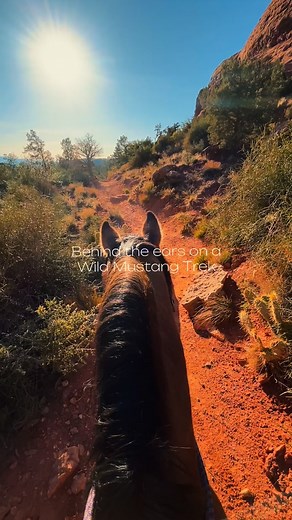 This can be your real life! We go to all of these places on Wild Mustang Treks! Road tripping to different national parks and different states! Your riding once wild mustangs with a group of amazing people! Go to wildmustangtreks.com and select the Trek that looks right for you! Can’t wait to see you there! #fyp #horses #adventure roadtrip wildhorses | Wildmustangtreks | Facebook