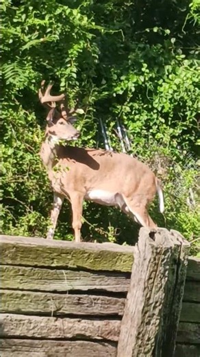 Big 8pt buck