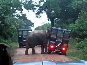 124 reactions · 259 shares | The 'friendly' tusker of Yala National Park, Gemunu seems to be very popular judging from the enormous no of 'hits' and 'likes' he is getting on this page. so I manged to get a short video clip of his usual antics thru the kind courtesy of two young wild life enthusiasts Emash Ahamat and Afrah Saldin ..... | Sri Lanka Elephant | Facebook