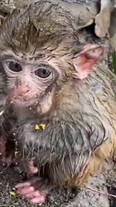 11 reactions · 4 comments | #monkey #animals #monkeys #wildlife #nature #animal #monkeysofinstagram #photography #memes #wildlifephotography #zoo #love #art #naturephotography #funny #ape #primate #animalphotography #cute #meme #monkeylove #travel #photooftheday #monkeymemes #primates #monkeyseemonkeydo #dankmemes #animallovers #gorilla #monkeyface | Monkey Video | Facebook