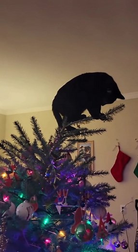 99K views · 2.8K reactions | When Your Cat Thinks HE’S the Christmas Tree Topper ‍⬛ #FunnyCat #CatFails #ChristmasChaos #CatLife #BlackCatMagic #HolidayHumor #PetsOfFacebook #CatOwnersKnow #ChristmasVibes #PetComedy #HomeVideo #FurryTroublemaker | Cat lovers | Facebook