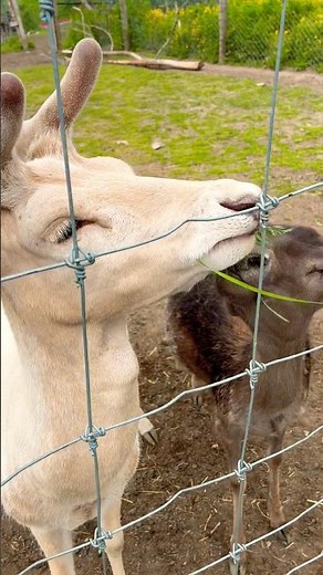 Cute Baby Reindeer Sharing a Sweet Moment with Mom 🦌❤️