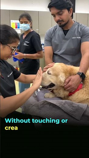 Check your pet's vision at home - The Eye Vet