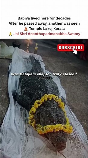 Babiya the Sacred Crocodile | Guardian of Ananthapura Lake Temple 🐊🚩