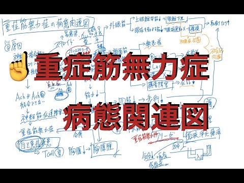 重症筋無力症の病態関連図