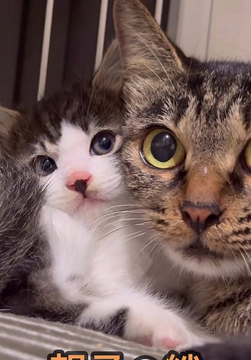 新潟市の保護猫たちとその家族