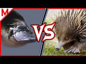 Creature Comparison: Platypus vs. Echidna