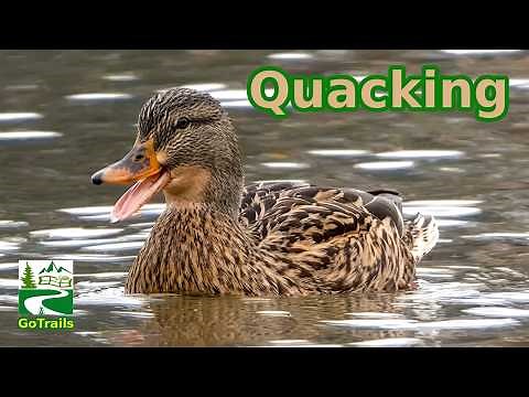 Mallard duck quacking / call sounds | Female / Hen