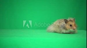 hamster on a green screen
