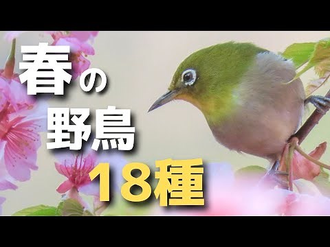 【見逃せない！】春に観察しやすい野鳥を18種紹介