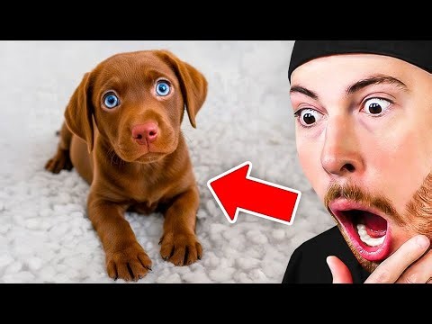 Try Not To Say AWW Challenge (Animals Edition)
