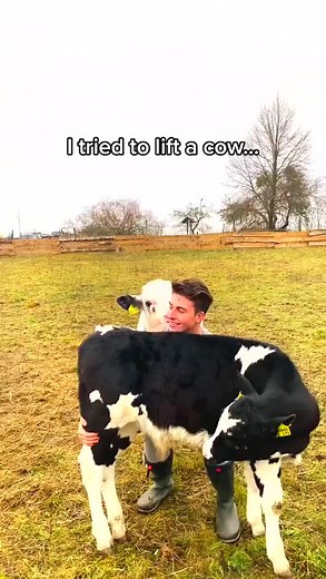 4.7M views · 10K reactions | How to lift a cow… #fyp #bodybuilding #cow #muscle | John sax | Facebook