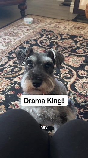 The Drama of Mini Schnauzers: Funny and Extraordinary!
