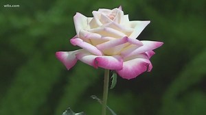 American rose contest at the South Carolina State Fair