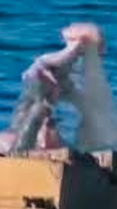 Mermaid Found Washed Ashore! 😱 #mermaid #siren | Most Amazing Top 10