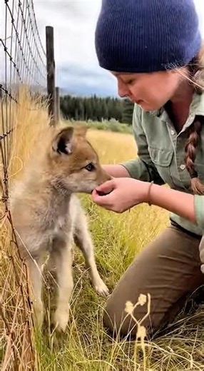 Wildlife Caretaker Tending to a Young Wolf