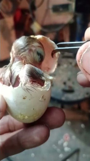 Open egg shell help to hatch baby chicken #shorts