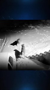 795K views · 4.4K reactions | Wolves' aggression can vary depending on their level of hunger. They can attack anything that has a heartbeat—everything. #Kangal #KangalDog #LivestockGuardian #ShepherdDog #TurkishKangal #GuardDog #BigDogs #DogLover #WorkingDog #AnatolianShepherd #Wolf #Wolves #WildLife #Predator #Nature #WildAnimals #WolfPack #AlphaWolf #WildPredator #SaveTheWolves | HD Kangal Wolf | Facebook