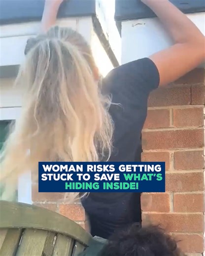 374K views · 5.5K reactions | She crawls into a narrow wall space to help these poor animals... ❤️ | Love This | Facebook