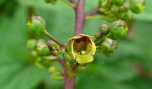 Common Figwort – Health Benefits and Side Effects