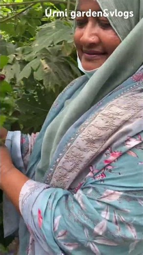 বাড়ির আঙ্গিনাতে জবা ফুল 🌺 #garden #nature #morning #flower