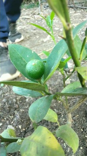 A lemon has grown on a small plant #nature #farming #lemon #shorts