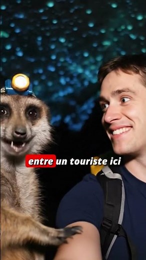 La blague (un peu méchante) du suricate explorateur