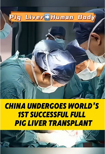 China Achieves First Full Pig Liver Transplant