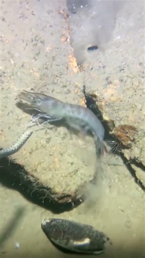 Lặn Biển Bắt Cá Bằng Tay #divingforseafood #fishing #crabs #nature #wildlife