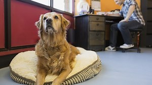 Where ‘Bring Your Dog To Work’ Day Is Every Day