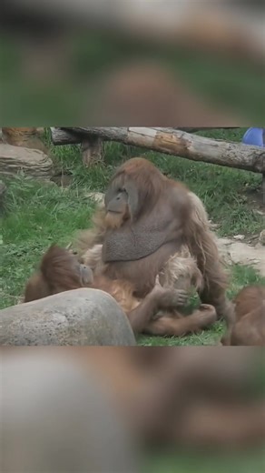 Family Gorilla at the Monkey Zoo