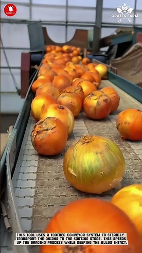 Onion Conveyor Sorter for Fast Sorting in Harvest Warehouses #smartfarming #gardeningtips