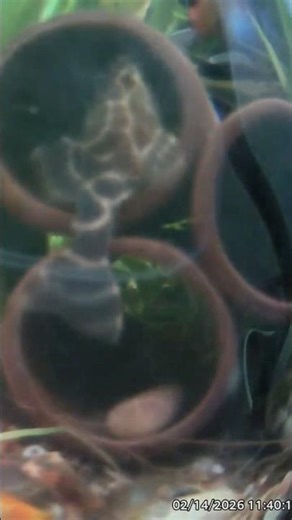 I Haven’t Seen This Clown Pleco in a Month… 👀🐟