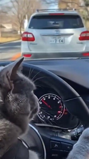 This cat has serious road rage..