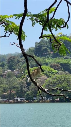 A Beautiful Bird on a Tree #birds #tree #nature #beautiful