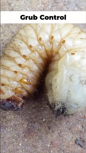 How to Get Rid of Grubs & Japanese Beetles Naturally! 🐛🚫