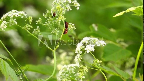 Graphosoma lineatum is shield bug in family Pentatomidae. Body is almost round, with large shield. Basic color of upperside of body is red or orange yellow, with wide black longitudinal stripes. Stock Video