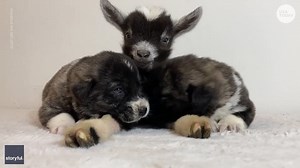 Puppies bond with baby goat while snuggling