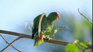 Red lored parrot (Amazona autumnalis) on the branch with blue background.