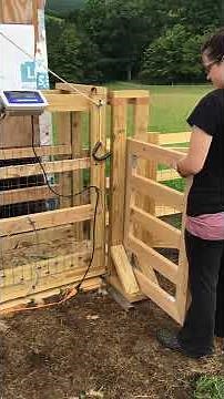 homemade sheep chute