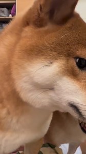 愛吃優格的十六隻小狗兒（有一隻躲在床底下）們 The 16 dogs that love eating yogurt, with one hiding under the bed ヨーグルトが大好きな16匹の犬たち。うち1匹はベッドの下に隠れている #shiba #柴犬 #多頭飼い #yogurt #dog | 茶蛋一家
