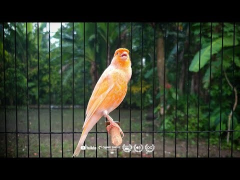 The Best TRAINING SONG for Canaries ❗❗- Sing Like a Champion❗CANARY SINGING SOUND byCANARY SANTRY✅